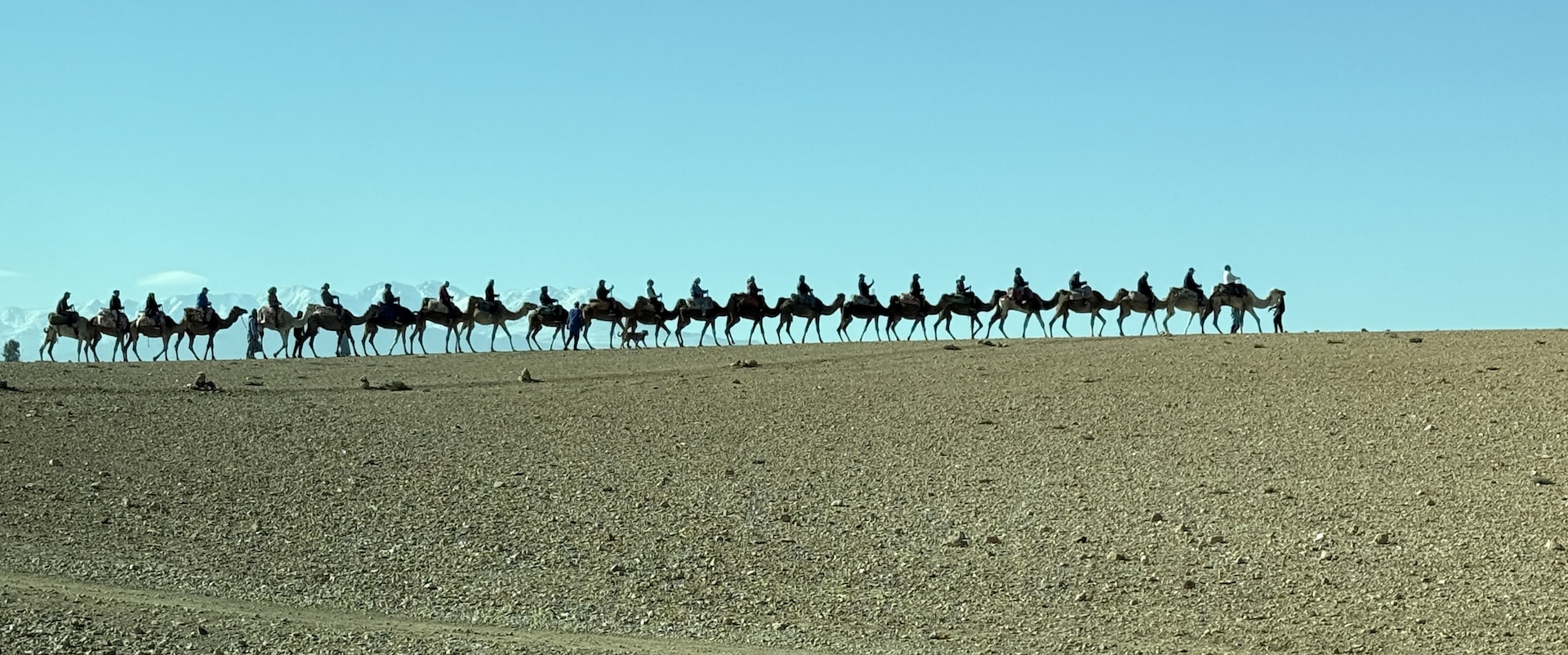 Dromedary Caravan #9